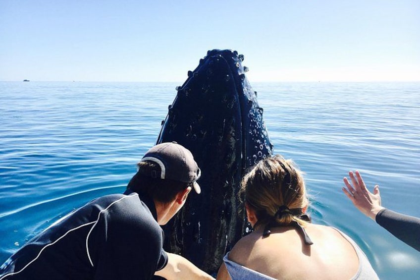 Whale Watching (Seasonal - July-October) 5