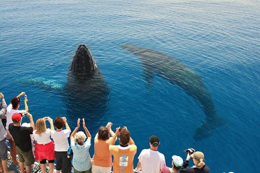 Hervey Bay Whale Watching Cruise 3