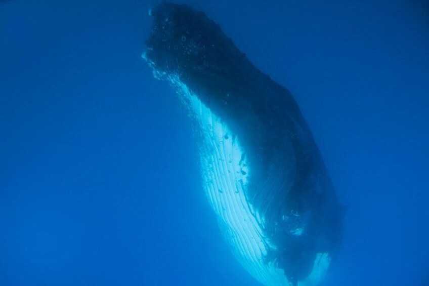 Een grote walvis zwemt onder water. 2