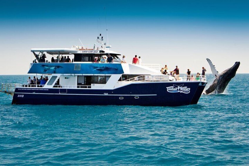 Hervey Bay Whale Watching Cruise 1