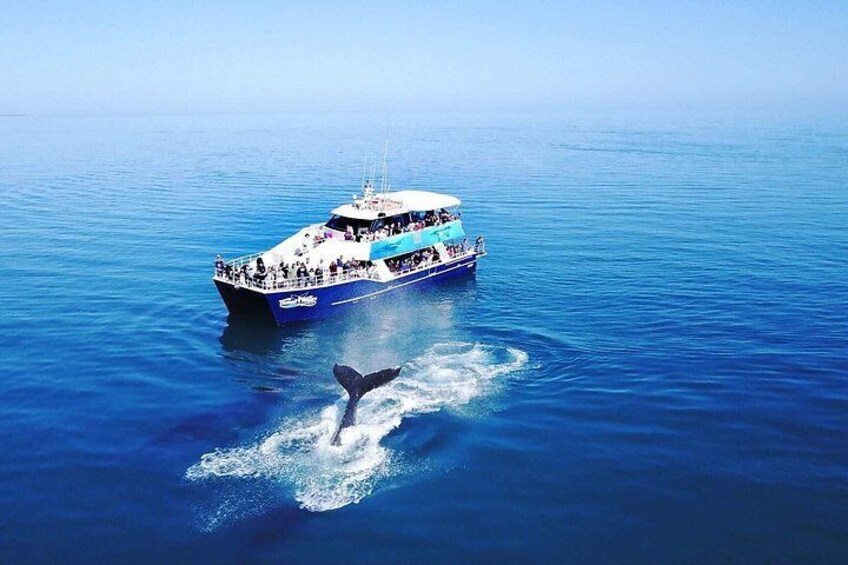 Een walvis springt uit het water vlakbij een toeristenboot op zee. 4