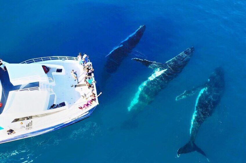 Hervey Bay Whale Watching Cruise 5
