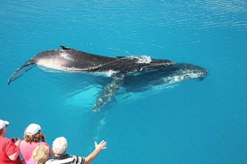 A whale swimming in clear blue water with people observing from the shore. 2