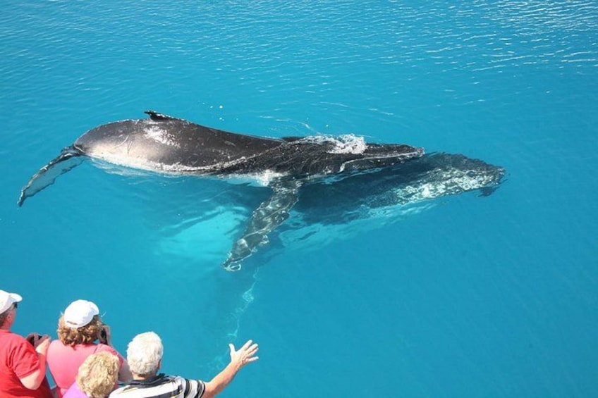 Hervey Bay Whale Watching Cruise 2