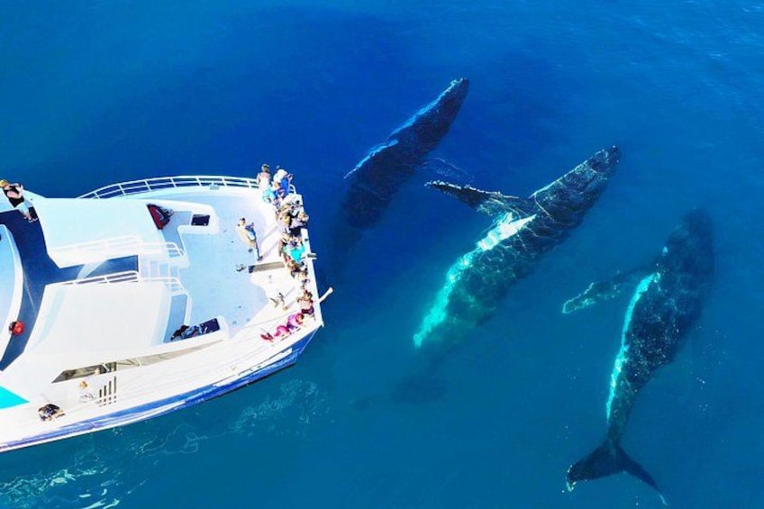 Un bateau avec des personnes sur le pont et trois baleines nageant à proximité. 5