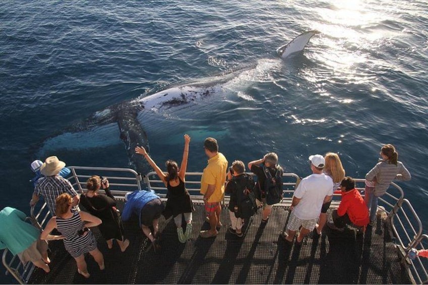 Un groupe de personnes observe une baleine qui saute hors de l’eau. 4