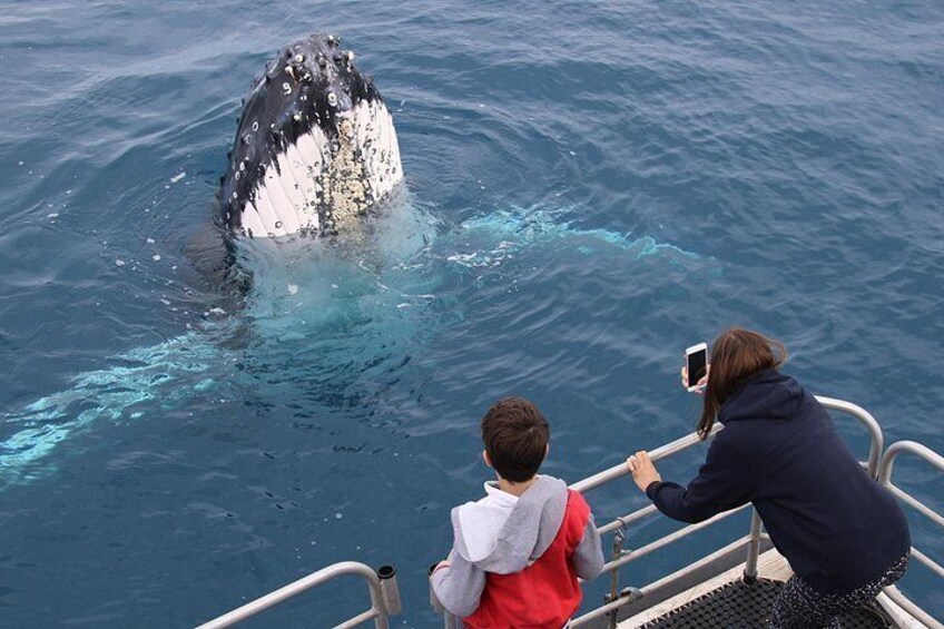Hervey Bay Whale Watching Cruise 3