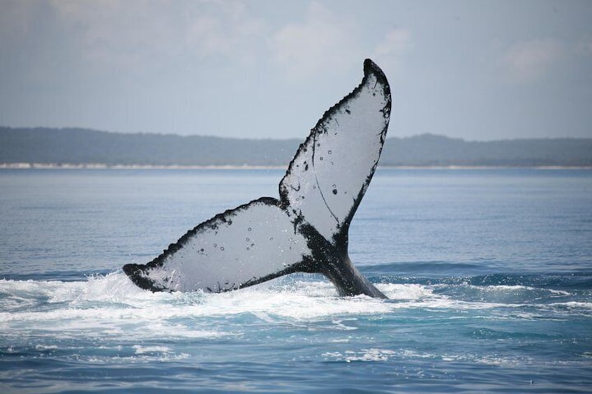 A whale's tail breaching the ocean surface. 3