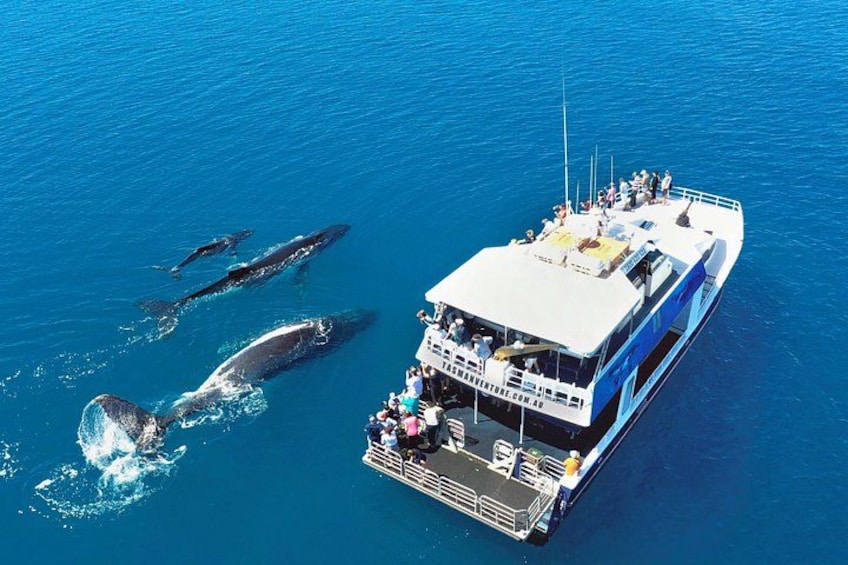 Un bateau rempli de personnes qui observent des baleines dans l’océan. 2