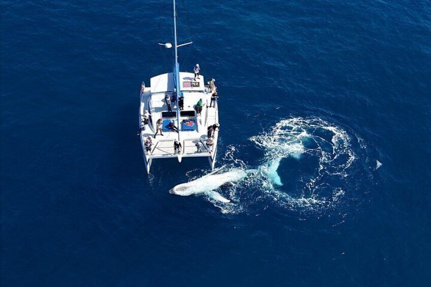 Hervey Bay Exclusive Whale Watch Encounter 2