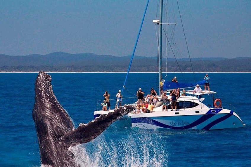 Una ballena emergiendo cerca de un barco con gente a bordo. 1