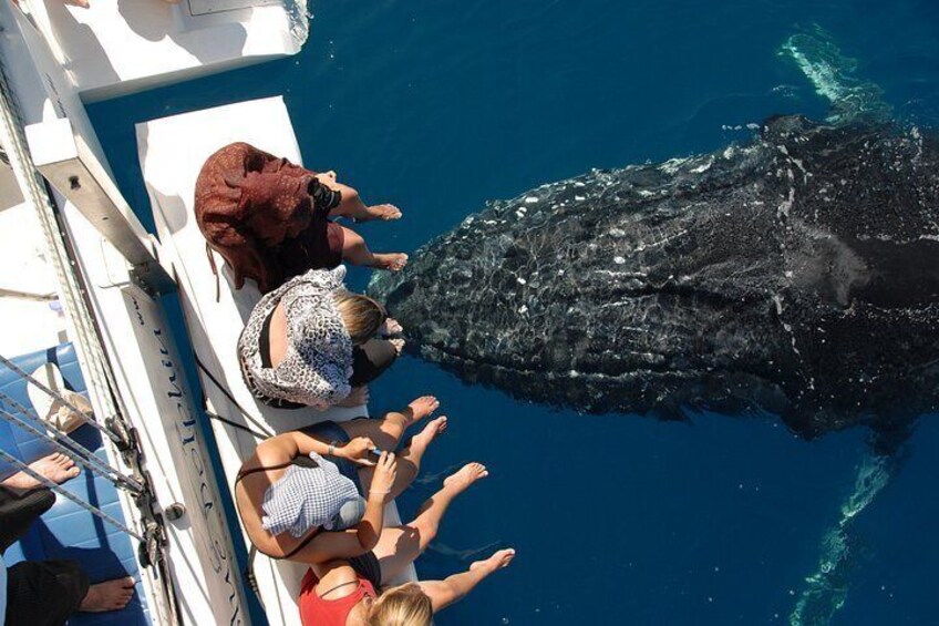 Hervey Bay Exclusive Whale Watch Encounter 2