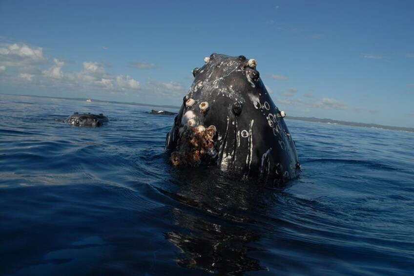 Humpback whales are very curious 3