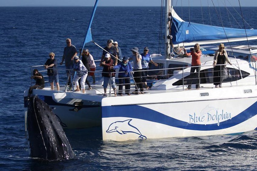 Ein Boot mit dem Namen 'Blue Dolphin', beladen mit Personen, fährt auf dem Wasser. 2