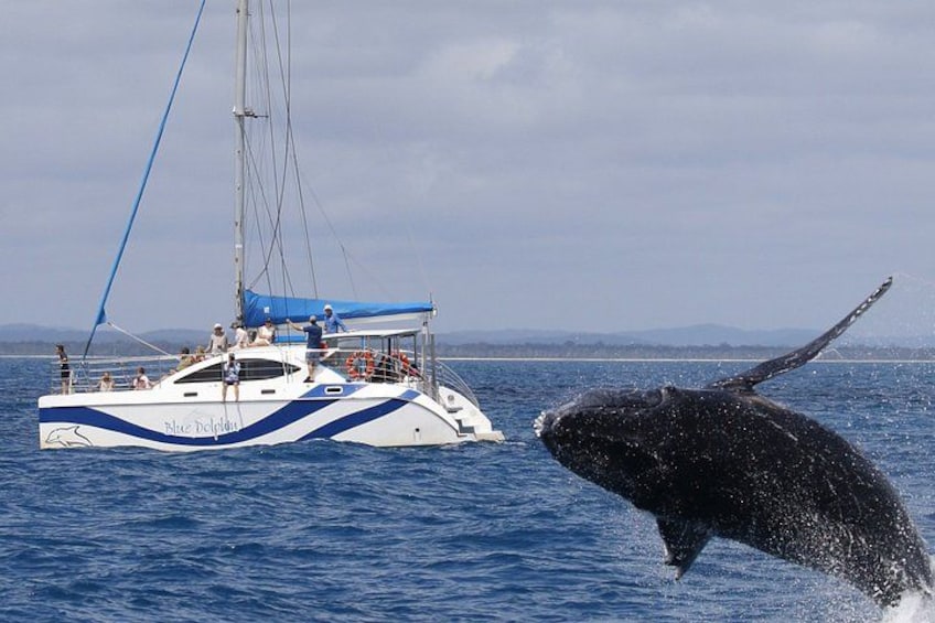 Hervey Bay Exclusive Whale Watch Encounter 2