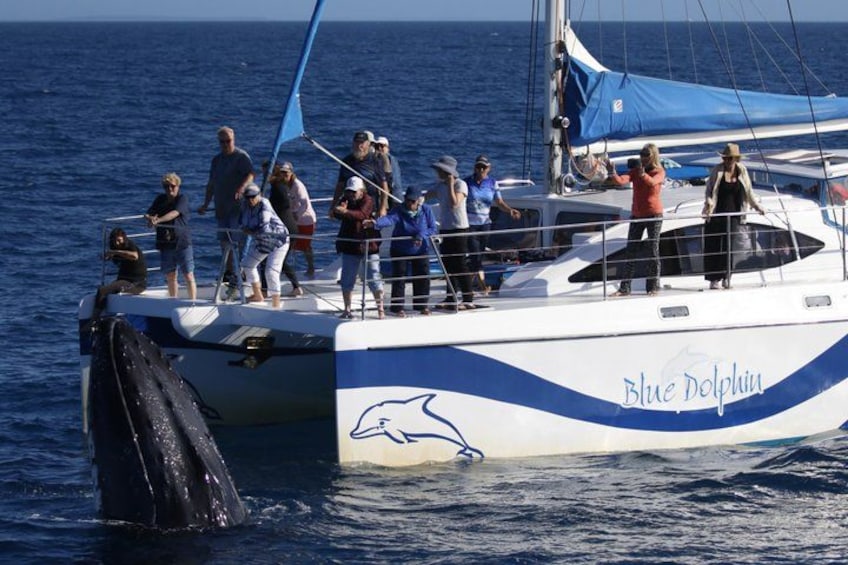 Hervey Bay Exclusive Whale Watch Encounter 2