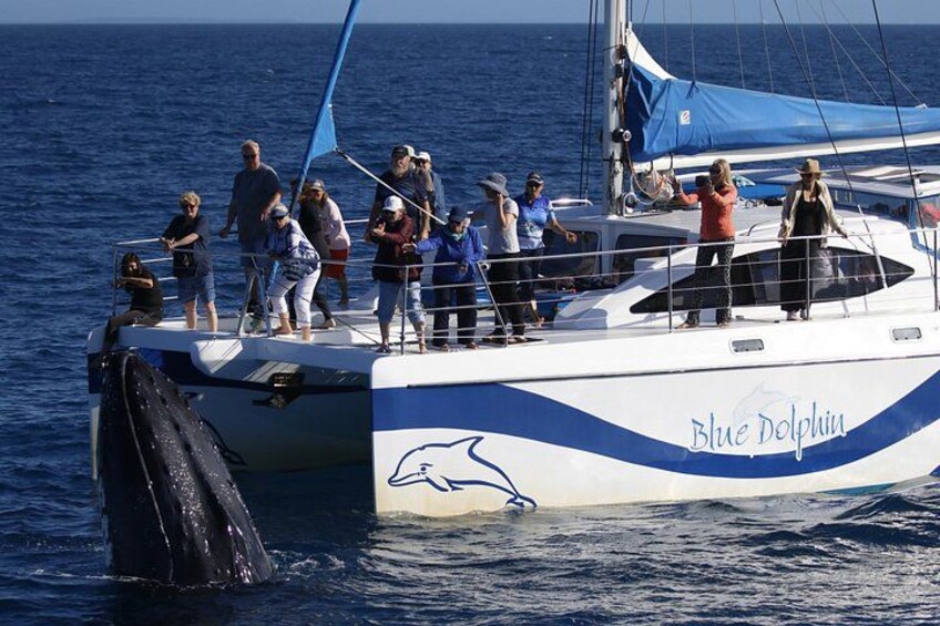 Hervey Bay Exclusive Whale Watch Encounter 3
