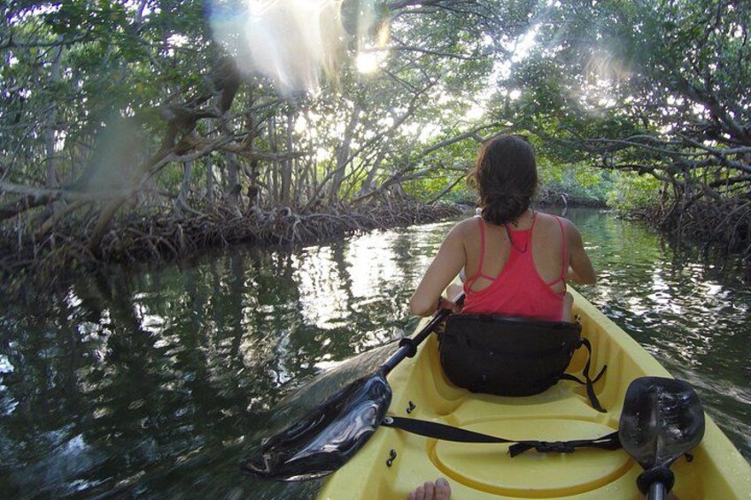 Kayak Through a Mangrove Tunnel 2