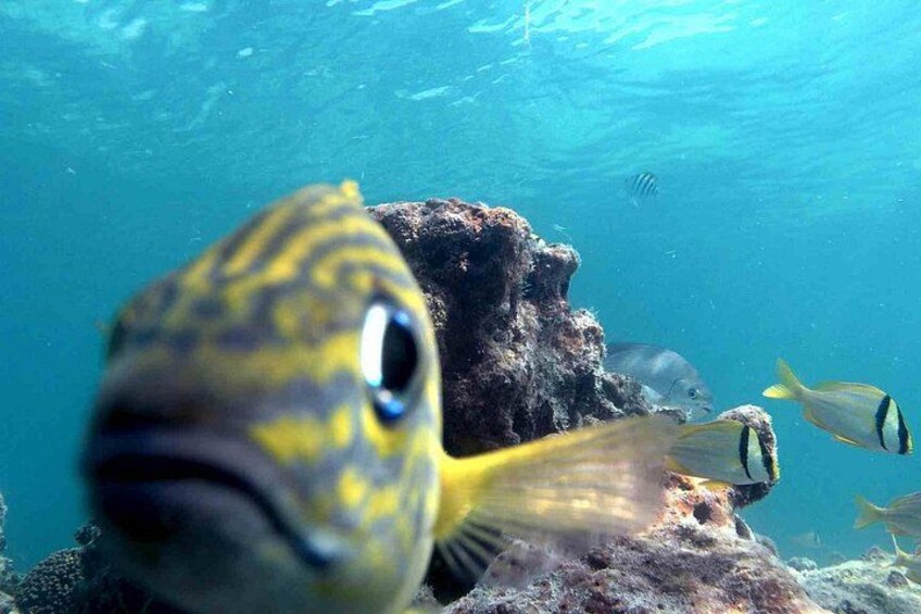 Kayak + Guided Snorkel & Morning Sail hosted by Honest Eco 3