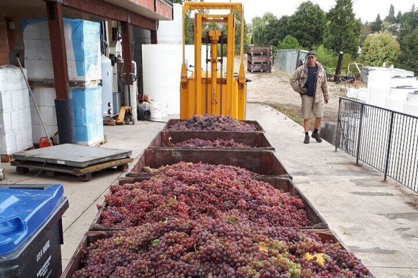 Grape harvest time in September and October 3