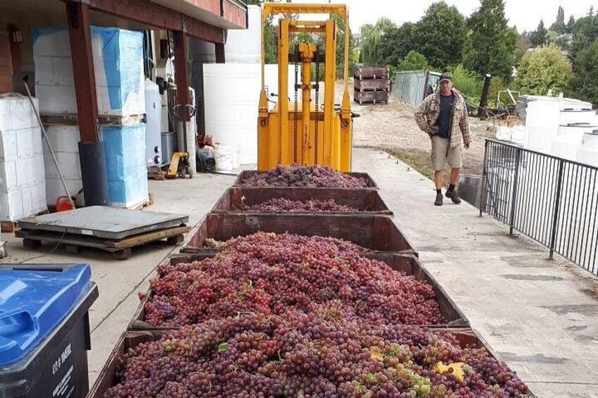 Grape harvest time in September and October 3