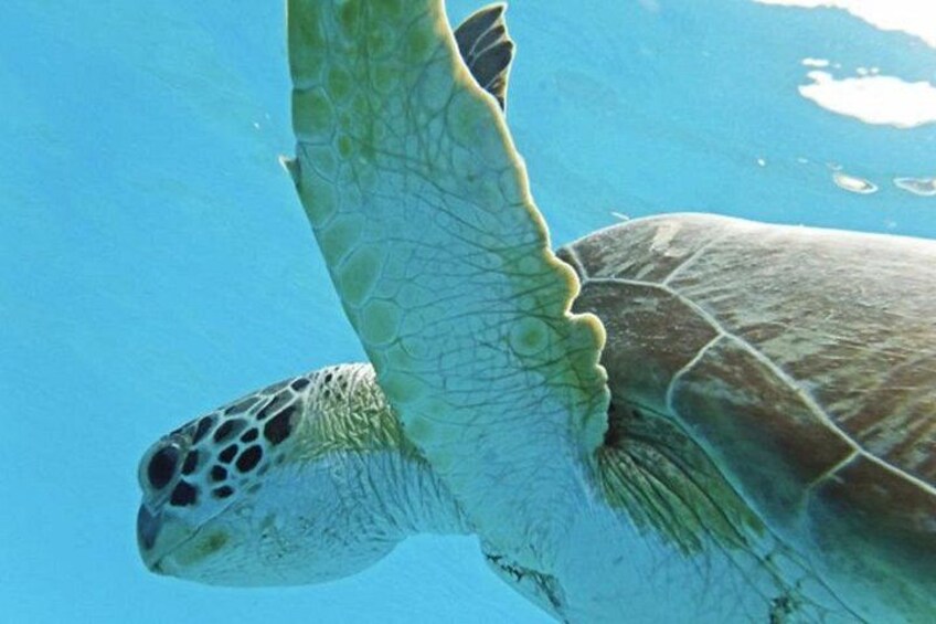 Turtle Close up 2