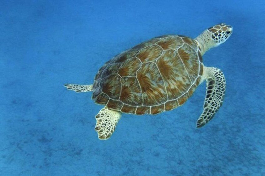 Green Sea Turtle 3