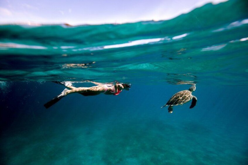 Resident Green Sea Turtles 1