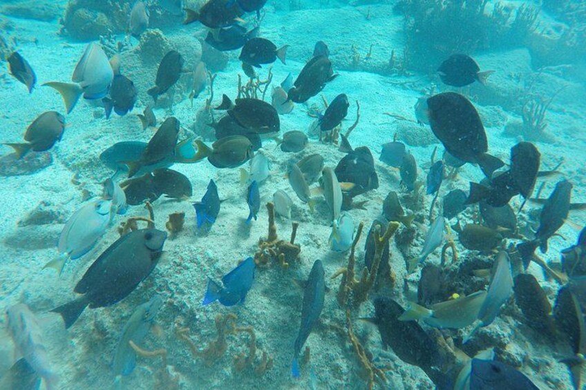 Caribbean Fish 5