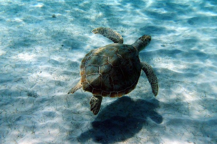 Baby Turtle 2