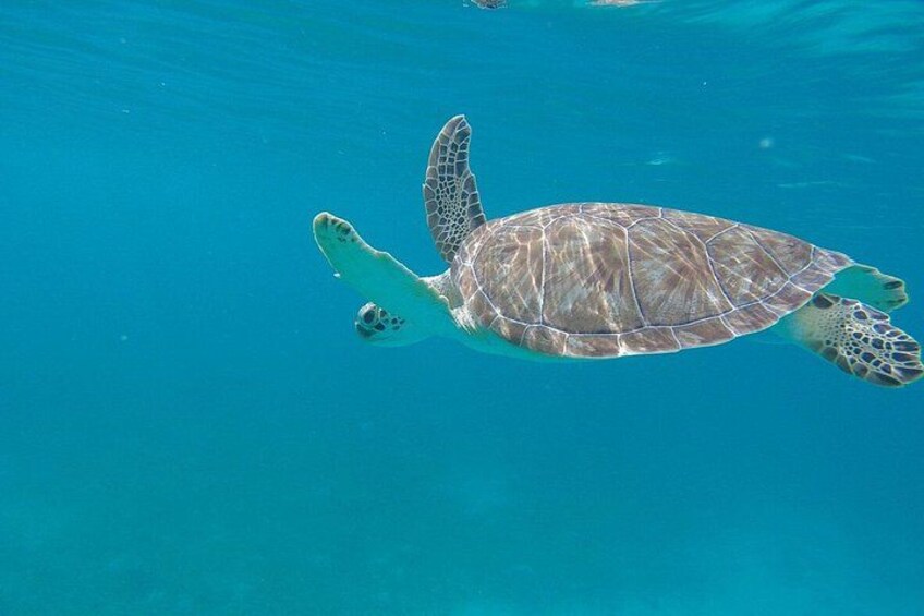 Snorkel St. John Tour from Sapphire and Margaritaville 2