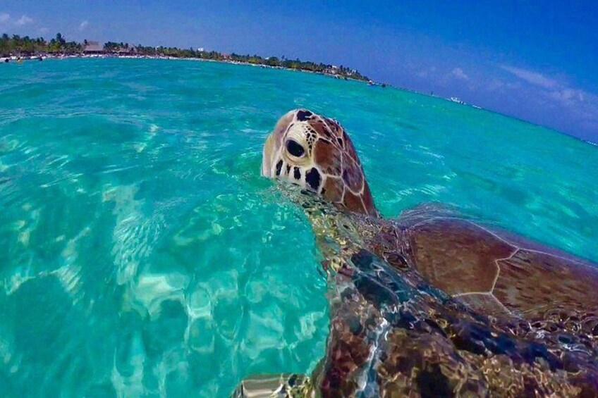 Snorkeling with Sea Turtles in Snorkel St. John's National Park 1