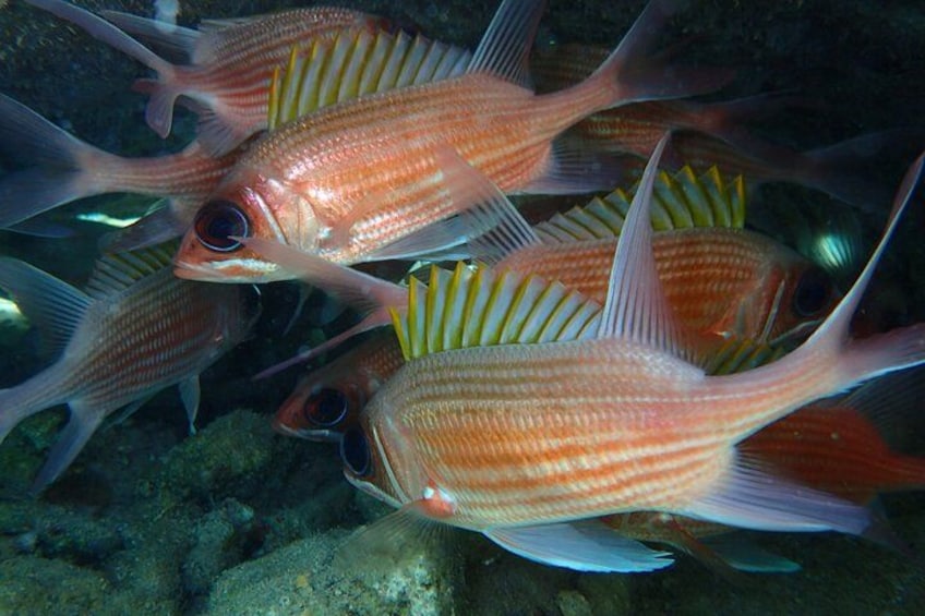Een groep gestreepte vissen zwemt in een onderwaterlandschap. 4
