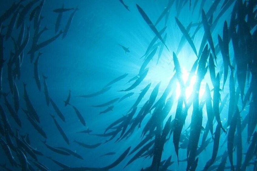 An underwater scene with sunlight filtering through the water, creating a bright spot. 5