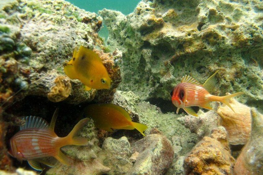 A coral reef with various fish species, including a yellow fish and a striped fish, among the rocks and coral formations. 4
