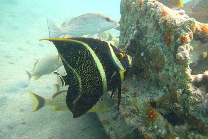 A fish with black and yellow stripes near a coral reef. 3