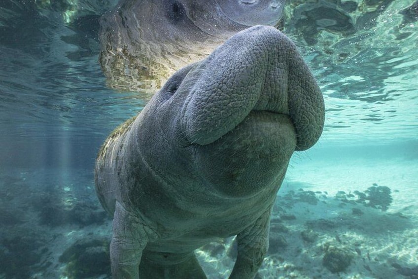 Dolphin & Manatee Kayaking Tour in Orlando Area 2
