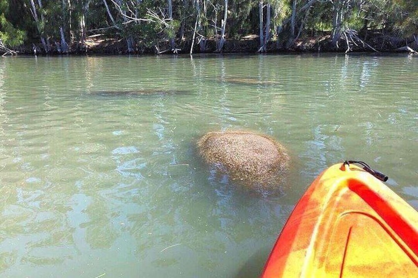 Dolphin & Manatee Kayaking Tour in Orlando Area 4