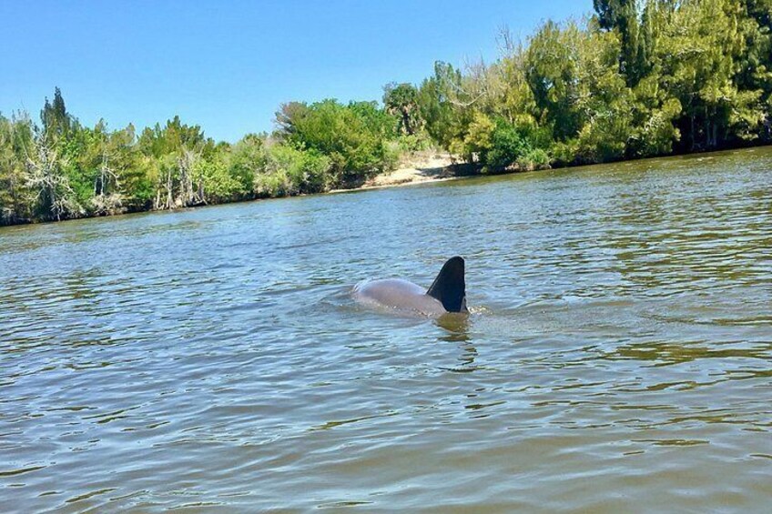 Dolphin & Manatee Kayaking Tour in Orlando Area 3