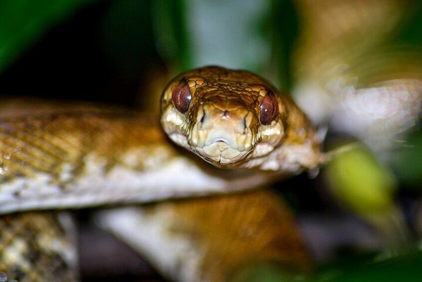 Night Mangrove Safari Boat Tour with Dinner in Manuel Antonio 3