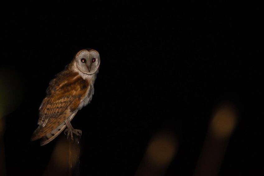 An owl perched on a reflective surface. 2