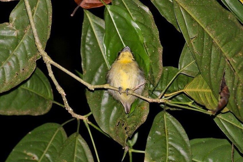 Night Mangrove Safari Boat Tour with Dinner in Manuel Antonio 2