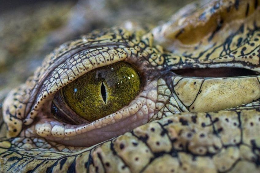 A close-up of a reptile's eye with detailed scales and patterns. 3