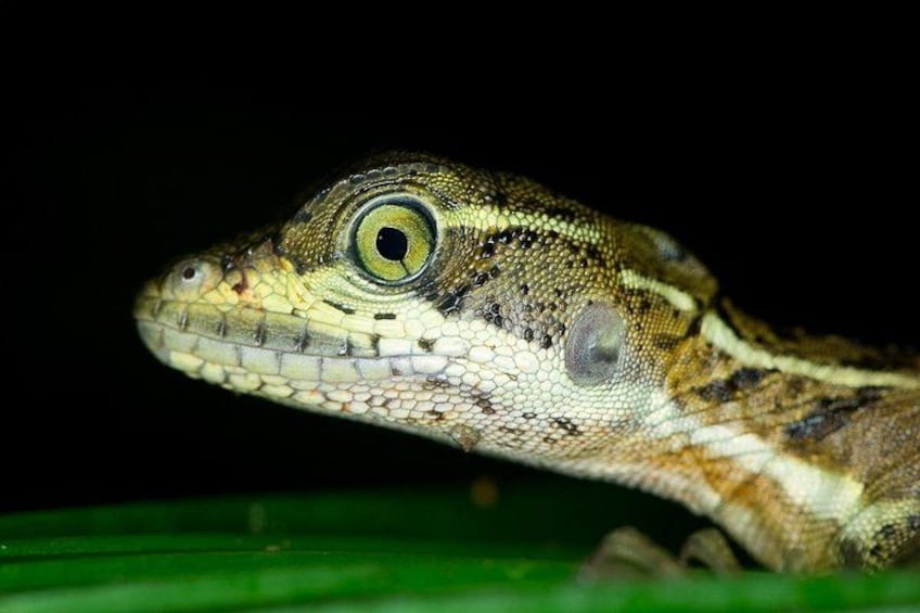 En närbild på ett reptil med ett mönstrat skinn och ett framträdande öga. 4