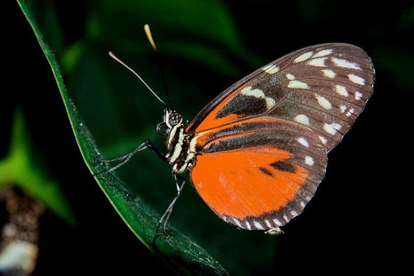 En fjäril med orange och svarta vingar som vilar på ett grönt blad. 5