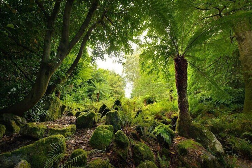 The Fernery at Fota House, Arboretum & Gardens
