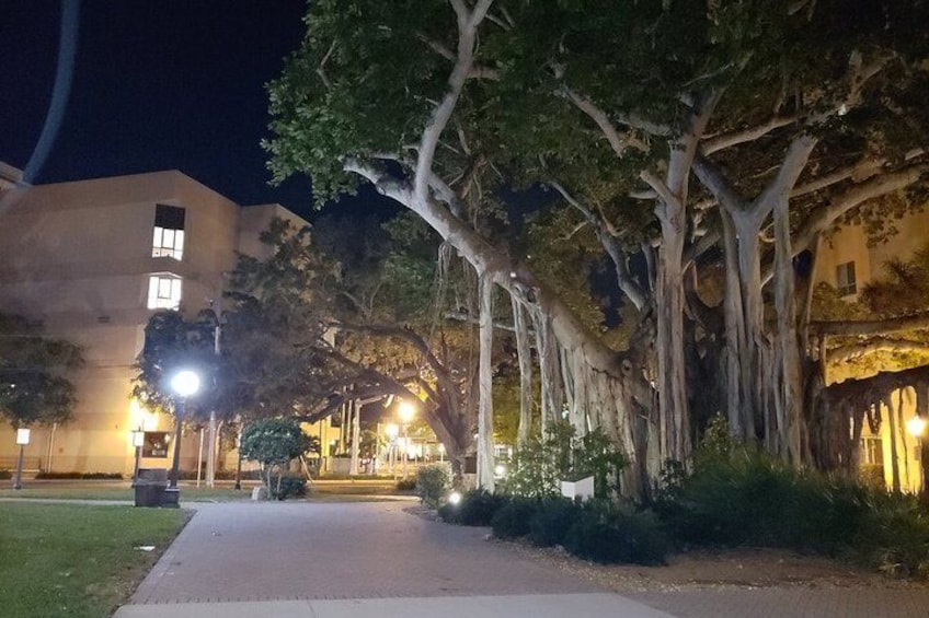 Une scène de rue nocturne avec des arbres, des lampadaires et un immeuble. 1