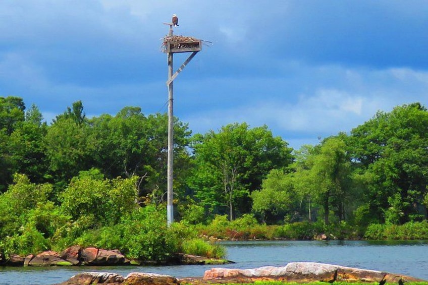 A nest on a pole by a river surrounded by trees. 4