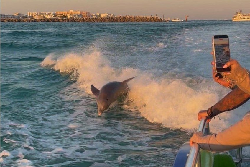Dolphin Cruise in Destin FL 3