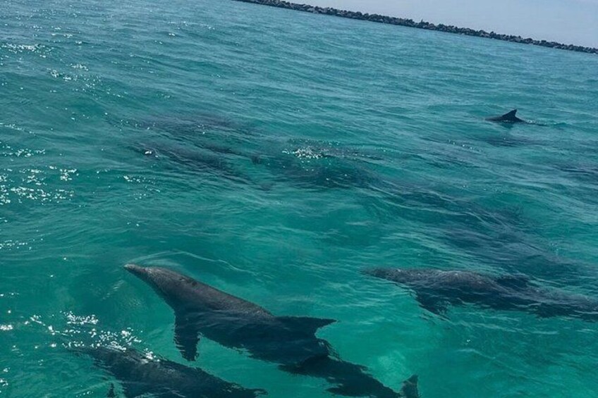Dolphin Cruise in Destin FL 3